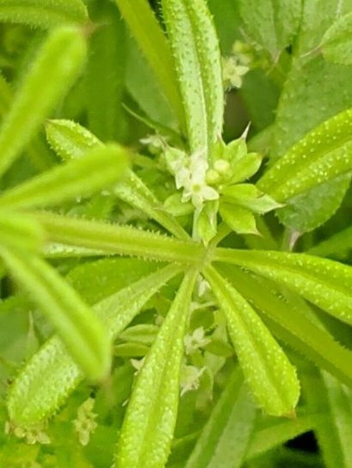 トゲだらけの中で、咲くお花!