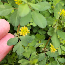 「4月道端の雑草」米粒詰草の花言葉が凄く面白いー!こんな花言葉あり?ぴったり?