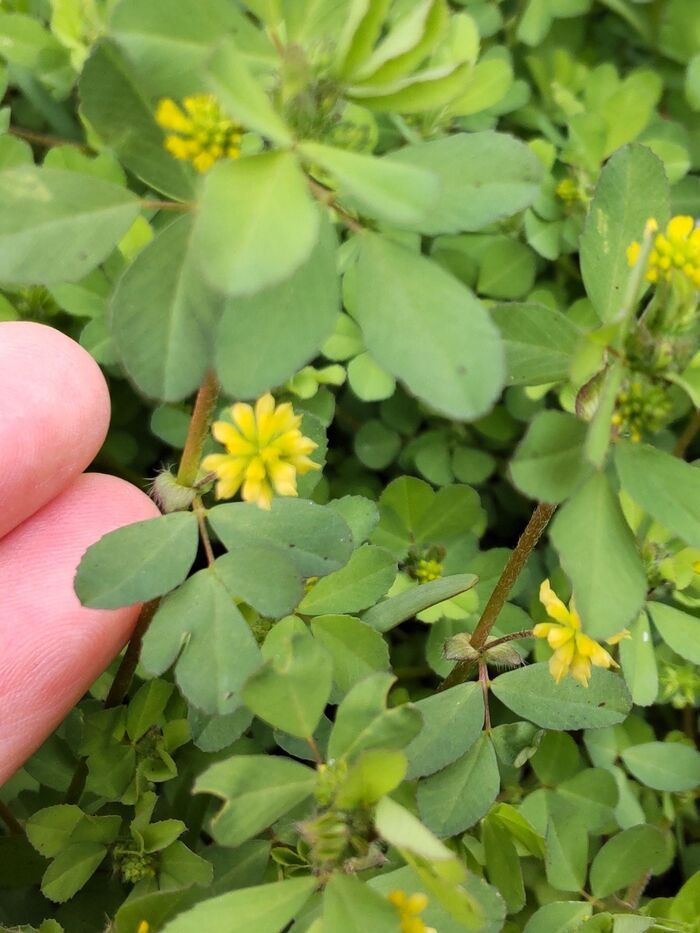 「4月道端の雑草」米粒詰草の花言葉が凄く面白いー!こんな花言葉あり?ぴったり?