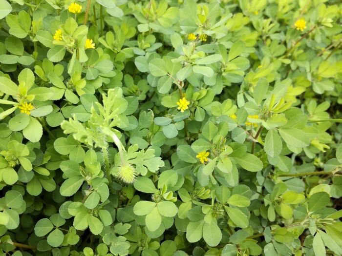 この植物は「コメツブツメクサ(米粒詰草)」です。別名 「キバナツメクサ」。