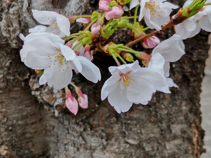 植え込みされた桜の木の根元付近に、沢山群生していましたよ！