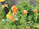 「春の道端の有毒雑草」新たな恐ろしさを発見！可愛い顔したオレンジ色のポピー似の花！街の危機？