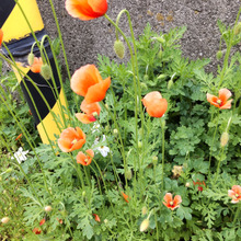 「春の道端の有毒雑草」新たな恐ろしさを発見!可愛い顔したオレンジ色のポピー似の花!街の危機?