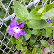 「春の道端の有毒雑草」可愛い顔して「略奪者」「魔女のすみれ」?お子様・ペット気をつけて!