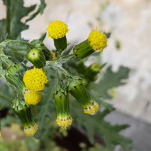「4月道端の有毒植物」咲いてないのに種をつける?街で近頃増殖中のノボロギクとは?タンポポと種を比較!