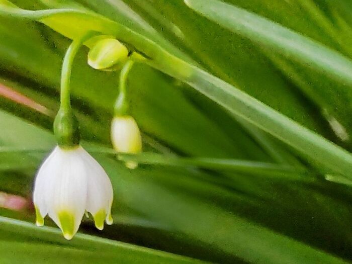 白く小さなお花が雫のように咲いているのがスノーフレークです。 とても可憐なお花ですね