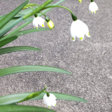 【春の道端の毒草】和名「スズランスイセン」!お子様、ペット要注意!猛毒のスズラン似の可憐さ!