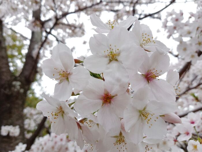 お花見へ♪【ローソン】にて購入ベスト2♡