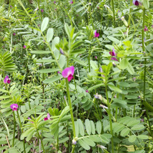 「春の道端の雑草」お子様、ペット注意!食べられる雑草「カラスノエンドウ」じつは、毒があります。