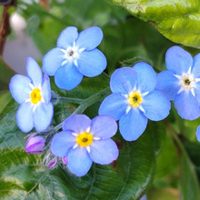 忘れな草の花言葉は「私を忘れないで」他♡忘れ草似の雑草、キュウリソウとお花を比べてみたよ!