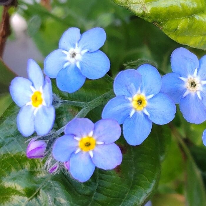 忘れな草の花言葉は「私を忘れないで」他♡忘れ草似の雑草、キュウリソウとお花を比べてみたよ!