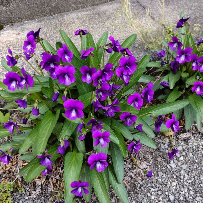 「4月の道端の雑草」調べてびっくりな雑草!凄い過酷な状況で満開中のスミレ!実は希少?