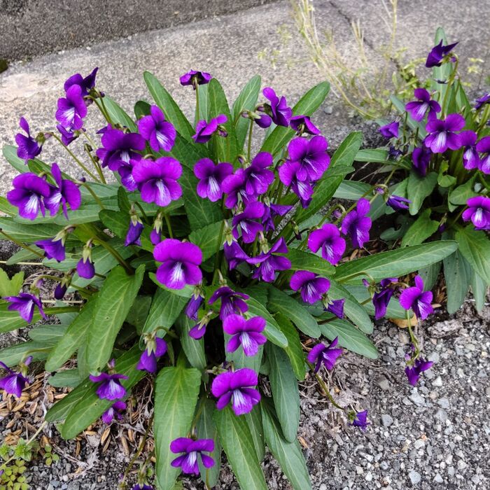 「4月の道端の雑草」調べてびっくりな雑草！凄い過酷な状況で満開中のスミレ！実は希少？