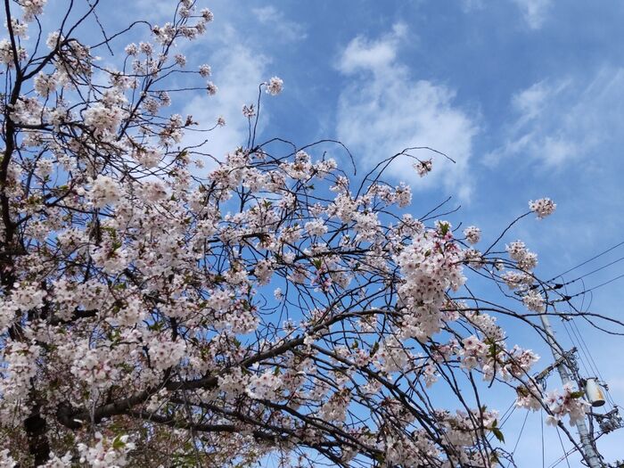 桜が咲く公園内で、雑草と共にひっそり野性化して開花していましたよ！