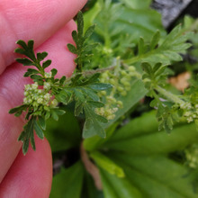 「4月の道端の珍しい雑草」牛乳がまずくなる草?恥ずかしい実が沢山なる?「カラクサガラシ」とは?