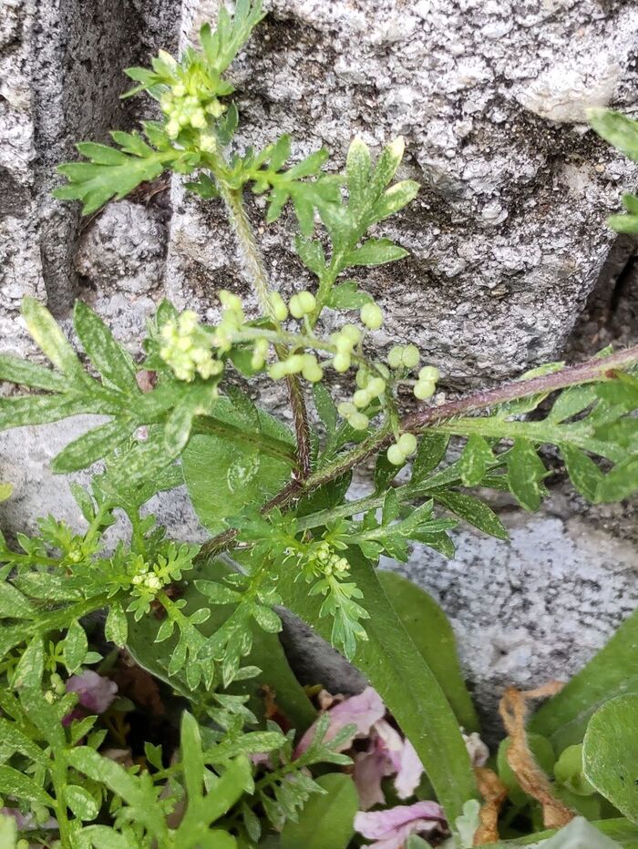 果実がなっていますね。茎は、毛むくじゃらですね。