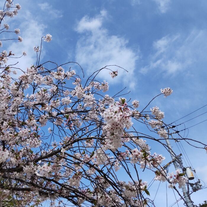 桜の季節なると、道端で素敵なお花が開花します！
