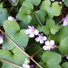 「4月道端の雑草」ひっそり咲いているお花は綺麗だけど赤茶色の茎と這う所が気持ち悪いけど安全?
