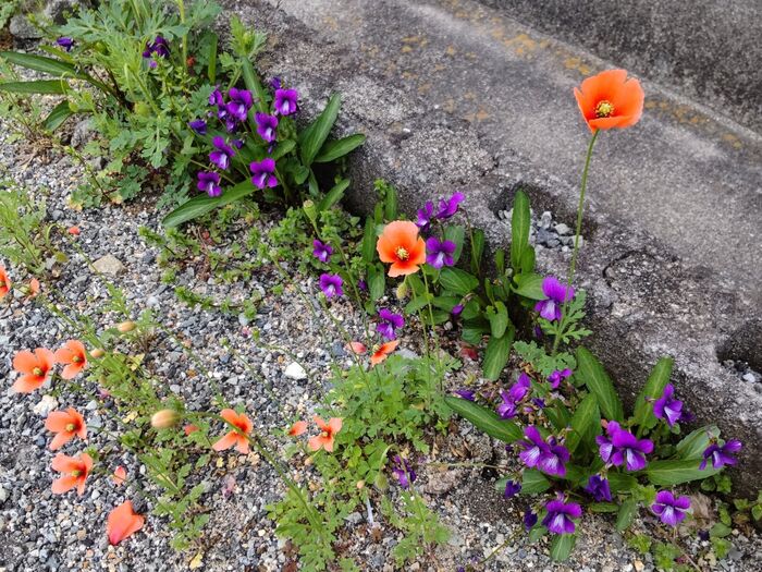 「4月の道端の雑草」どっちが有毒?可愛いけどオレンジ色の花と紫色のスミレ駆除するべきはどちら?
