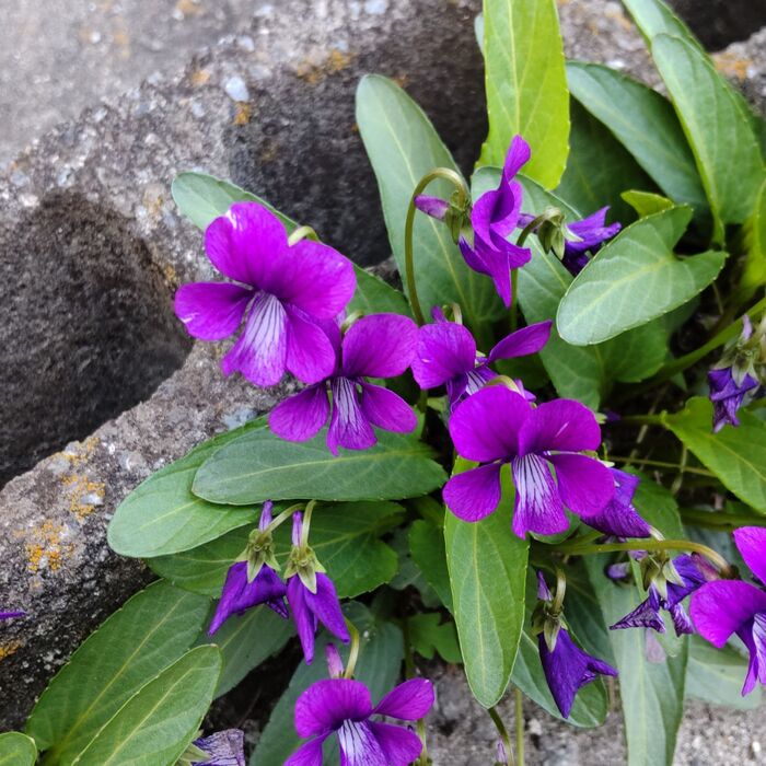 紫のスミレの花言葉は「貞節」「愛」