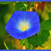 初心者でも簡単に育てるアサガオ「朝顔/Morning Glory」