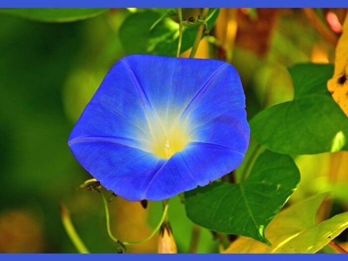 初心者でも簡単に育てるアサガオ「朝顔/Morning Glory」