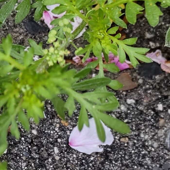 花後の実は「イヌノフグリの実」のような形状をしています。