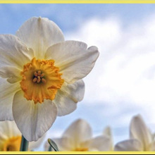 初心者向けスイセン育成法「水仙/ Narcissus」