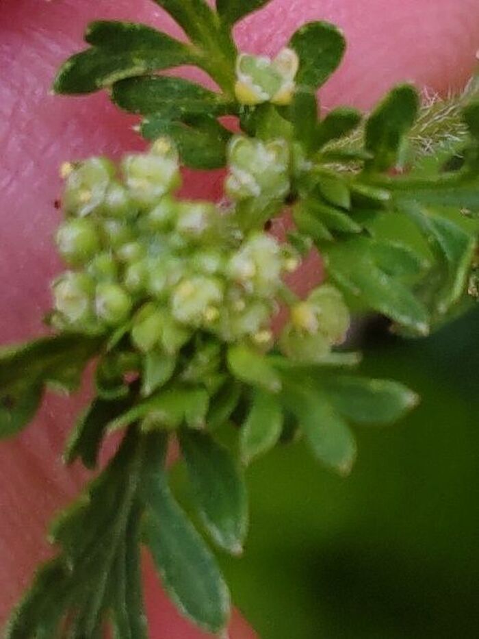 花は春から秋にかけて順次咲き、茎葉の腋から花序を出します。