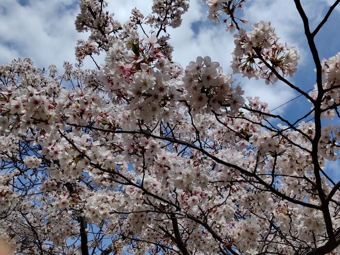 桜見のついでに、普段見ないような、他の植物も観察してみてはいかがでしょうか?