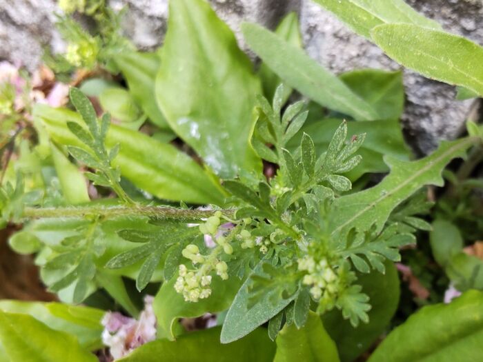 この植物は「カラクサガラシ（唐草薺）」和名は「カラクサナズナ」。「インチンナズナ」などの別名もある。