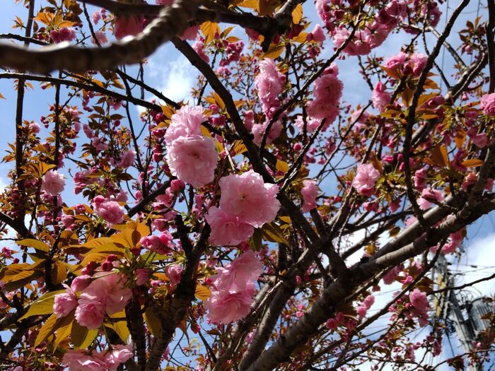 桜の季節に、街を散策中に出会った、気になる雑草…