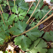 「春の道端の有毒雑草」今日も下を向いて「ずっと待っています」?ウズ(烏頭)はトリカブト!姫烏頭とは?