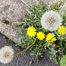 「春の道端の雑草」タンポポの綿毛の花言葉は?大好きな人にプレゼントすると嫌われちゃうの?