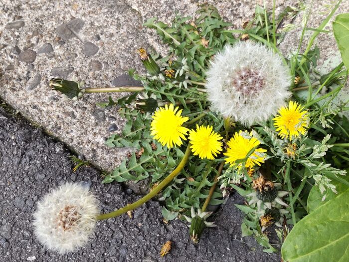 「春の道端の雑草」タンポポの綿毛の花言葉は?大好きな人にプレゼントすると嫌われちゃうの?