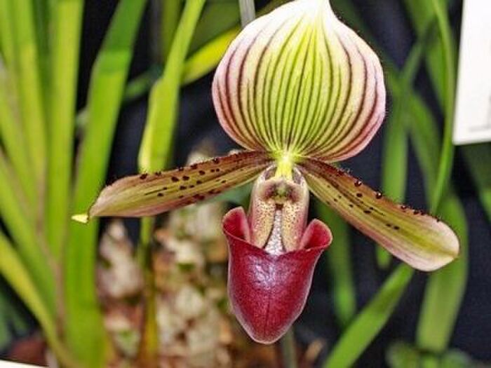 シンビジウムの開花を促すコツ