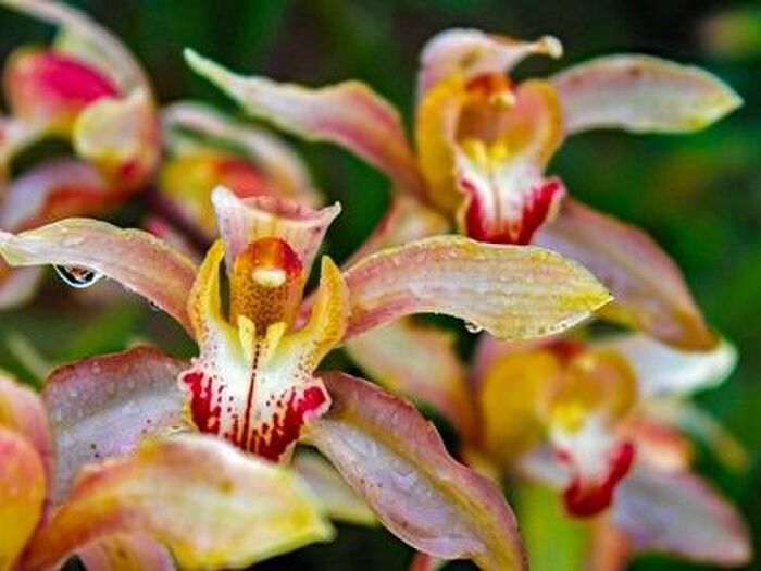 シンビジウムの病気と害虫