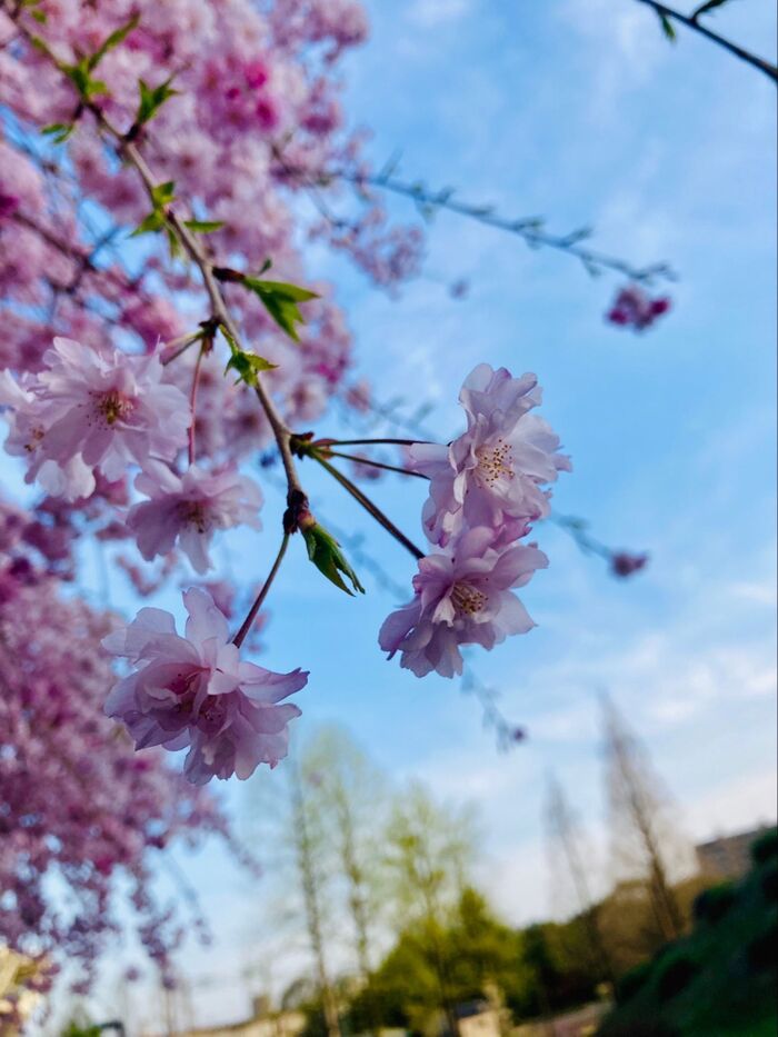 ゆづ桜