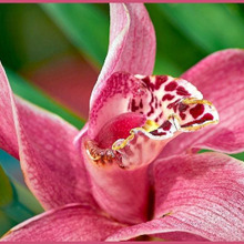 シンビジウムの魅力と育て方「霓裳蘭(ゲイショウラン)/Cymbidium」