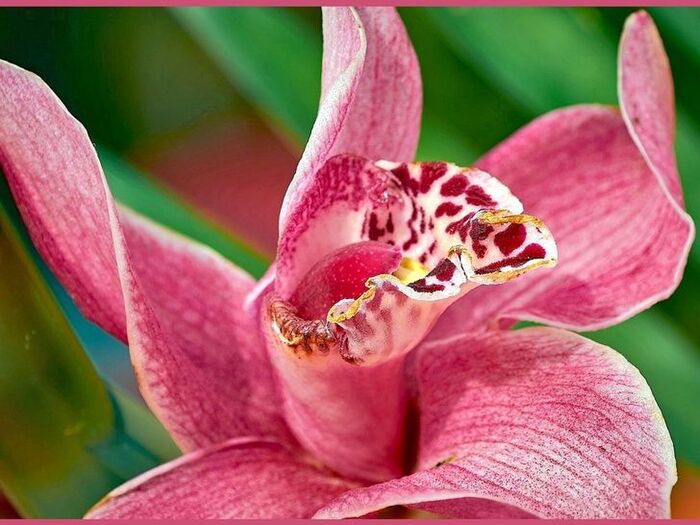 シンビジウムの魅力と育て方「霓裳蘭(ゲイショウラン)/Cymbidium」