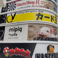 可愛い!ブタさん抱上げ可能な個室利用♡日本初のマイクロブタとふれあえるカフェde豚さん独り占めー!