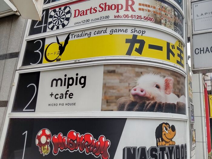 可愛い!ブタさん抱上げ可能な個室利用♡日本初のマイクロブタとふれあえるカフェde豚さん独り占めー!