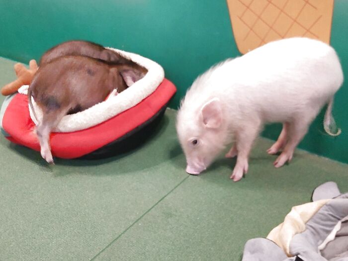 黒いブタさん、まばら色のブタさん、大きめのブタさんなど、色々なブタさんが、いたりしますよ。