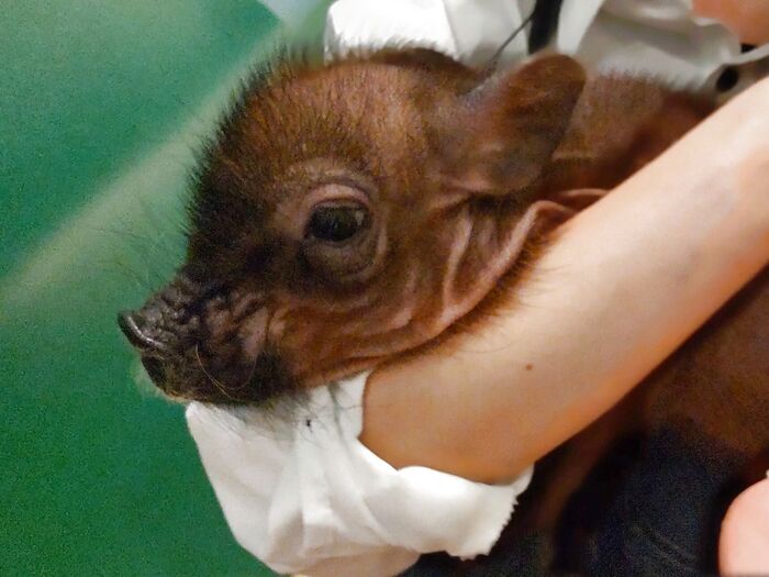 この子達は、お迎え先が決まっているそう!