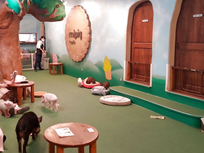 店内は、このような大部屋と個室(有料)のお部屋が数個ありますよ!