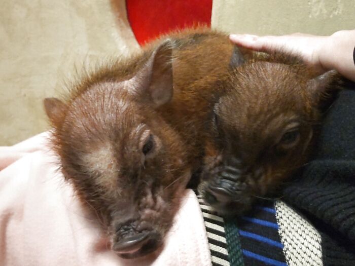 動物との出会いも一期一会です。お迎え先でも、可愛がってもらってね!