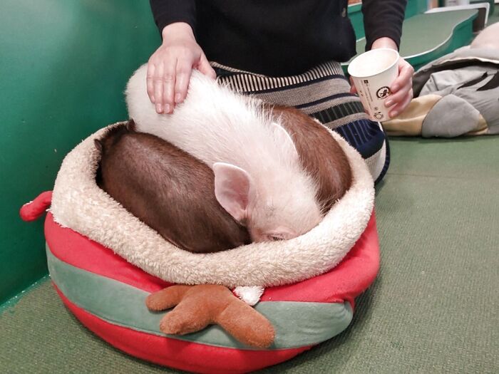 ブタさんって潜るのが好きみたい?