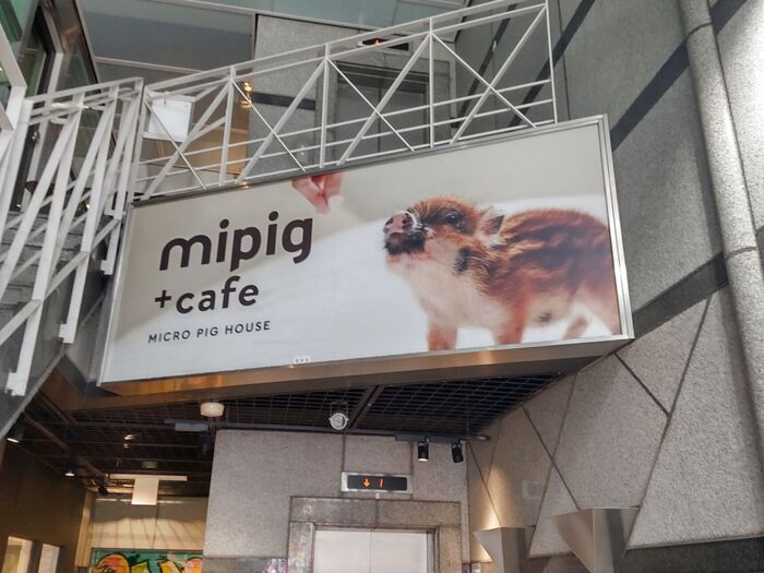 こちらのビルの2階が「mipig cafe 大阪店」です！