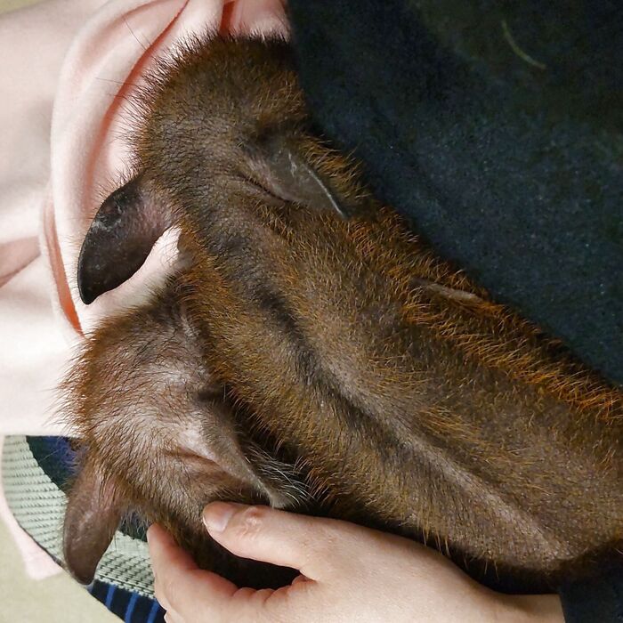 すぐに、もぐもぐと潜って、眠るようにくつろぎはじめます。