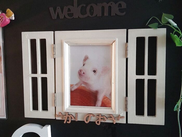 mipigのブタさんはイギリス生まれの親ブタさんの系統を持ち、大人で20kgほどの大きさだそう。